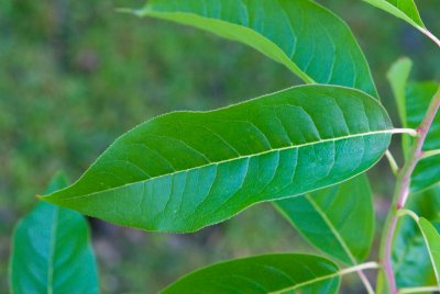 Oxydendron arboreum - kysloun stromový - list 2